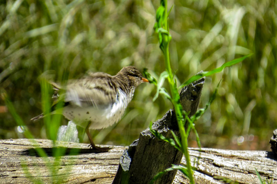 Spotted sandpiper picture number two