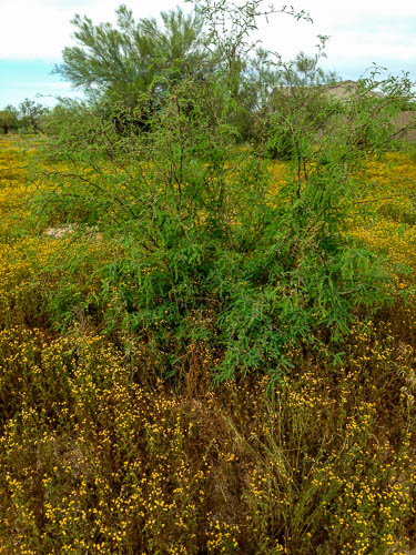 Desert weeds along the roadside