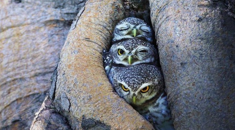 Owls - Winkin', Blinkin' and Nod