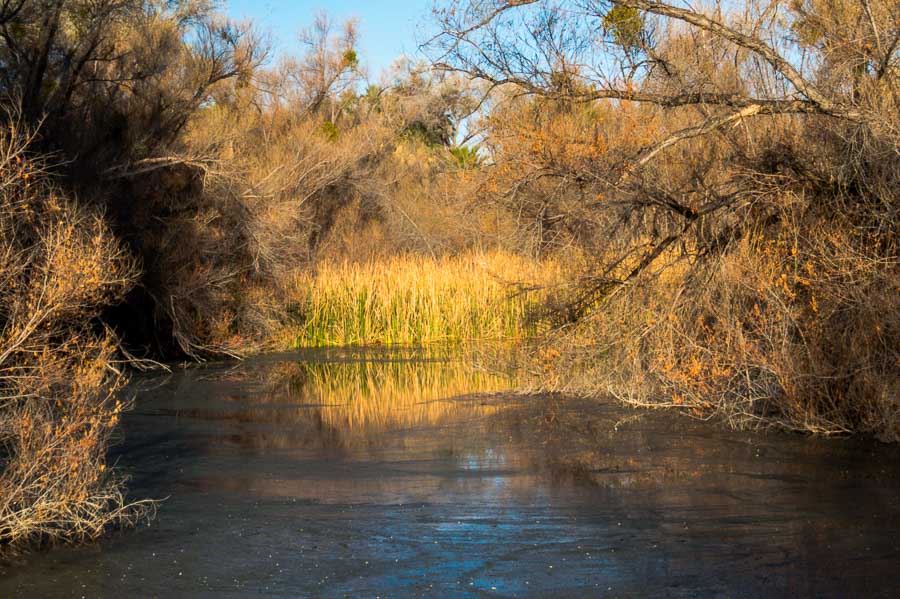 The inviting ponds at the Hassayampa River Preserve