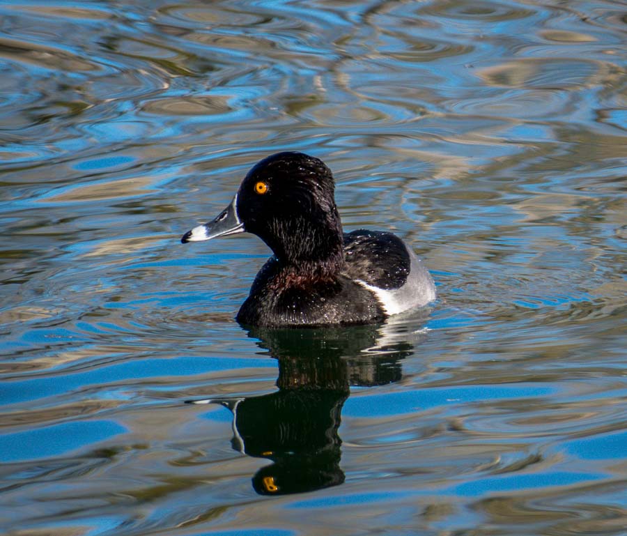 A portrait of a Ring-necked duck with outstanding orange eye