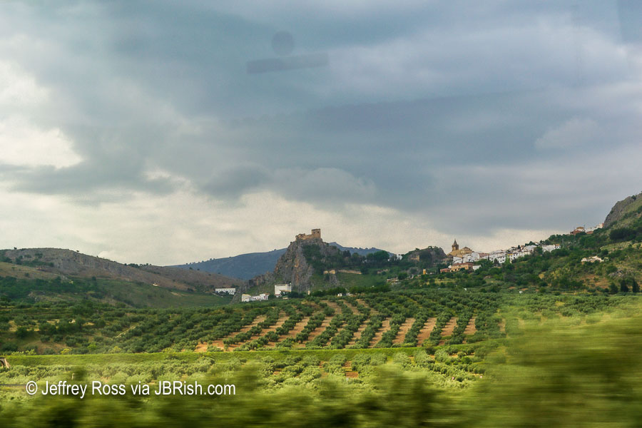 Olive orchards on the way to Cordoba