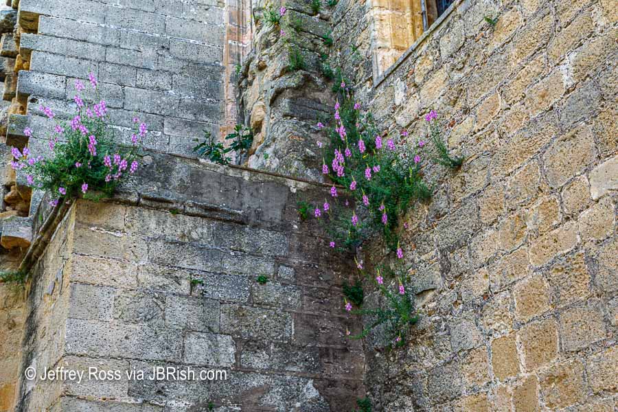 Old wall with wildflowers growing