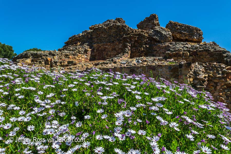 Light pink and purple flowers among the ruins