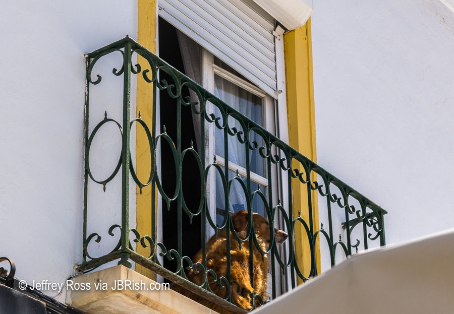 A dog sitting on a small balcony