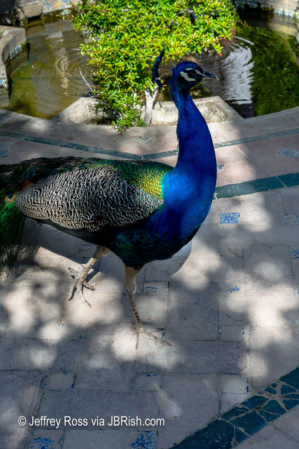 Closer and more colorful picture of the peacock