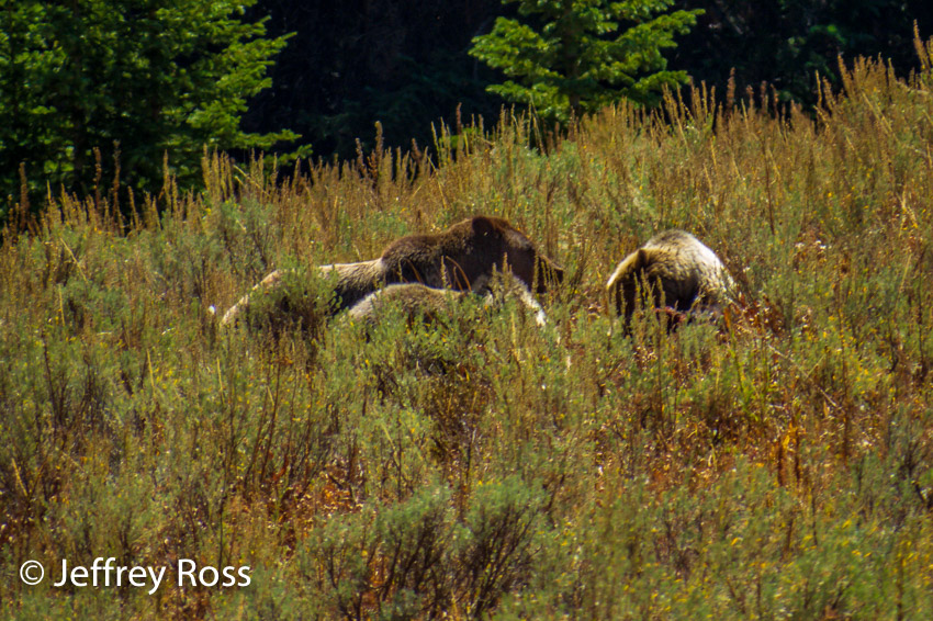 group of grizzly bears