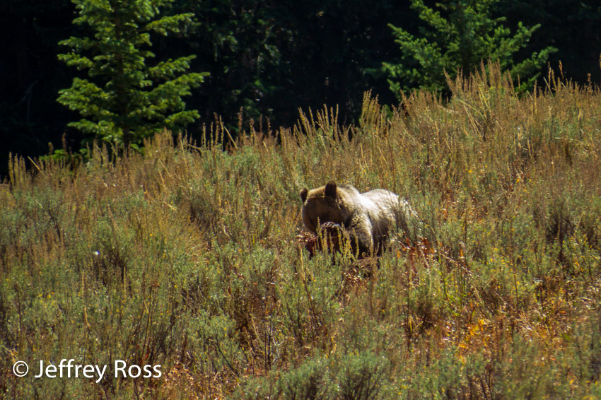 lone grizzly bear with carcass