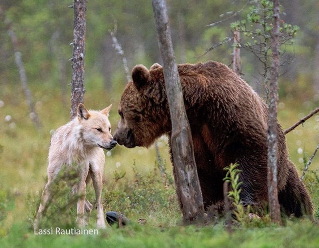 Wolf and Bear as partners