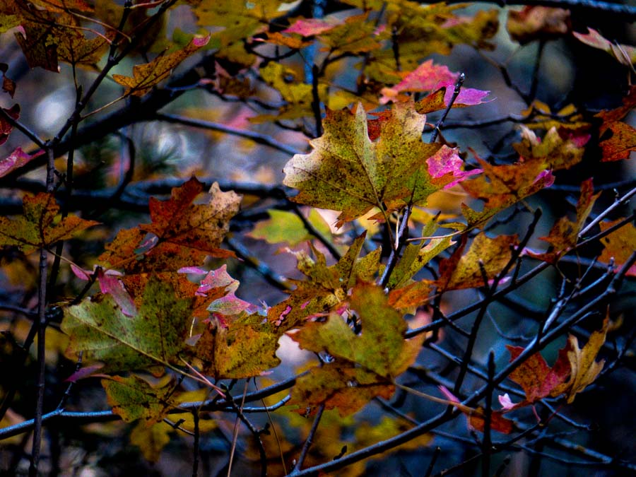 Fall colors of leaves - Oak Creek Canyon, AZ