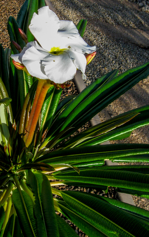 Madagascar Palm Spring 2015 with Flowers