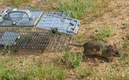 A Packrat leaving the trap.