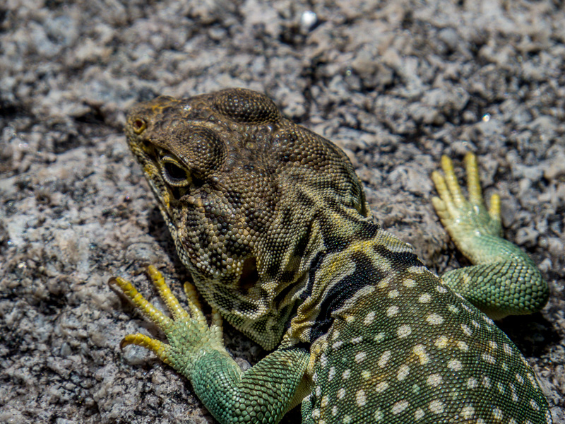 Eastern Collared Lizard Closeup
