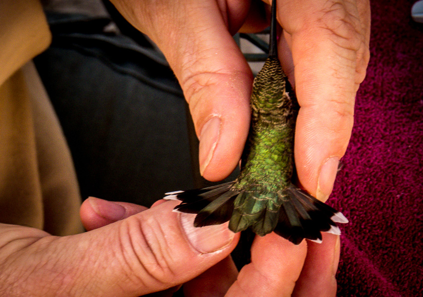 Another view of the male Black-chinned hummingbird tail feather pattern