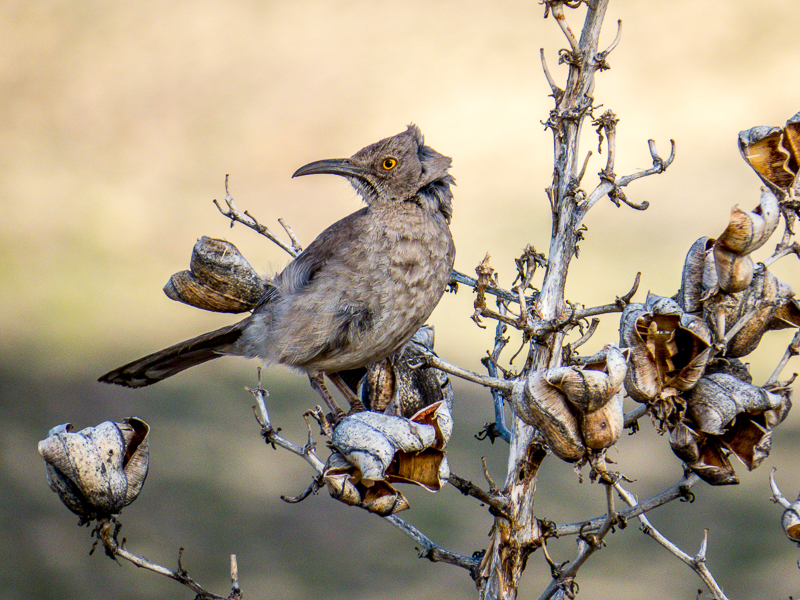 Curve billed Thrasher in the Wind