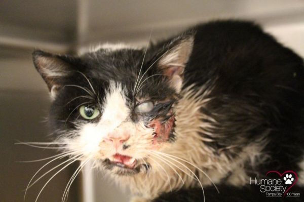 Bart the cat after being hit by a car!