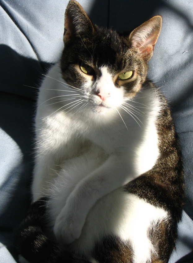 Kitty Carlisle staring from the papasan chair