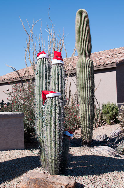 Cactus with Santa hats