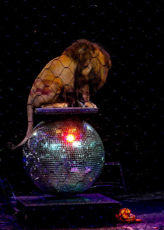 Lion on Rotating Ball