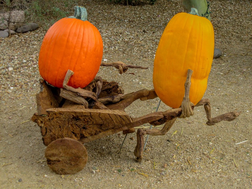 Pumpkin wheelbarrow ride