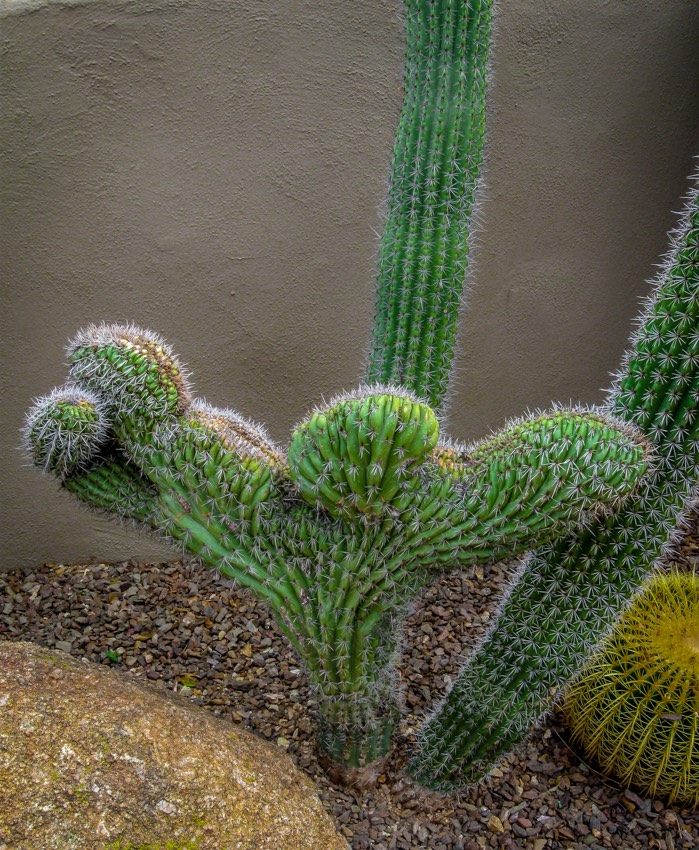 Crested cactus on display