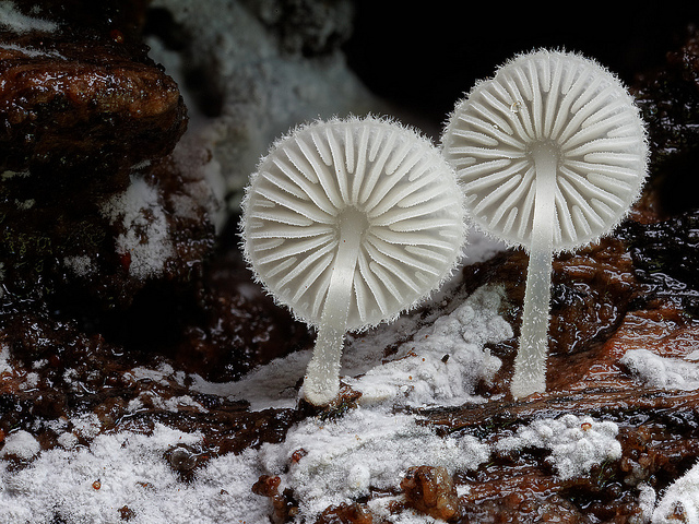 Beautiful picture of fungi from Australia