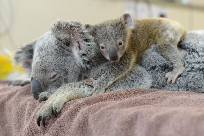 Baby Koala Clings to Mom During Surgery