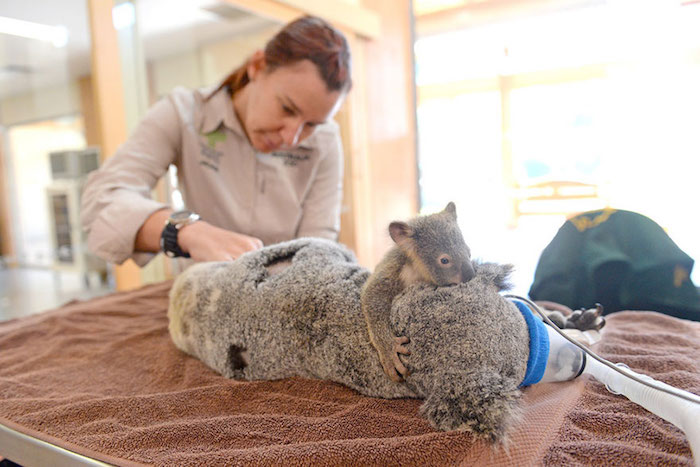 Baby Koala Clings to Mom During Surgery