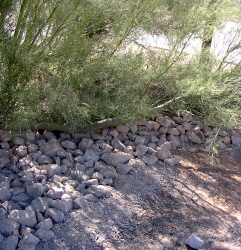 Building a Wadi in the Sonoran Desert
