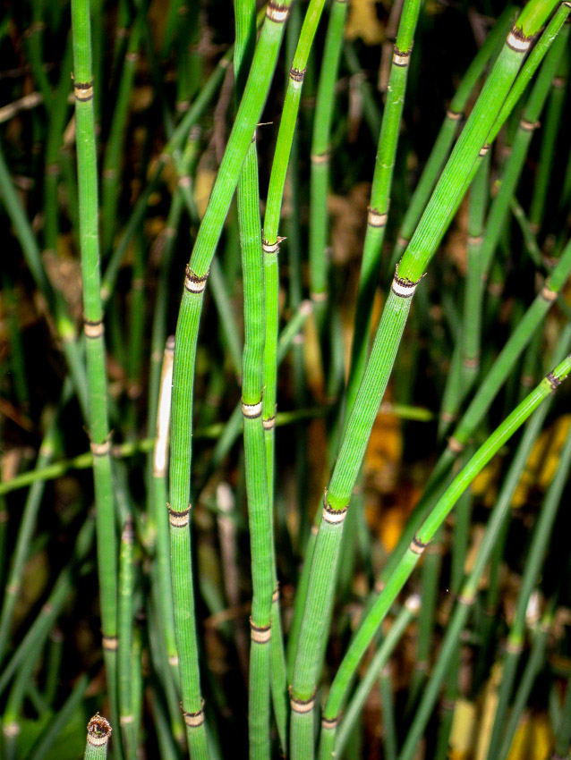 horsetail grass closeup