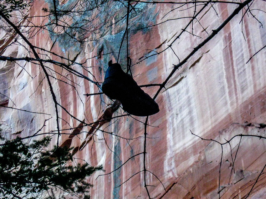 old sneaker hanging over a tree branch