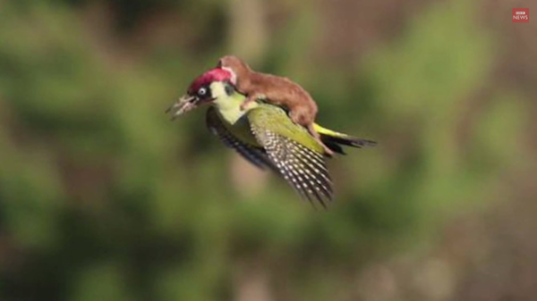 Weasel Rides a Woodpecker