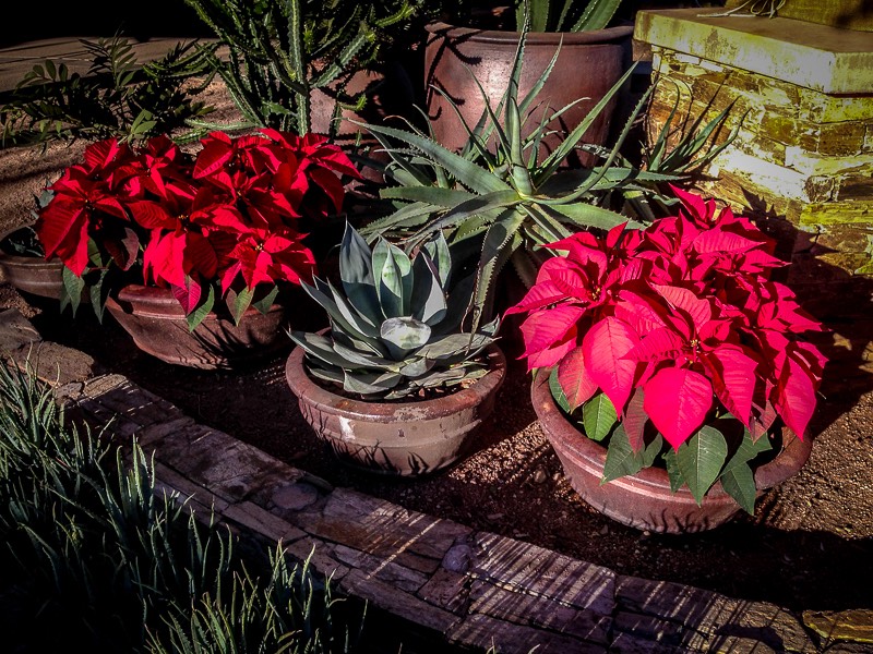 poinsettias, white cyclamen with an agave and aloe