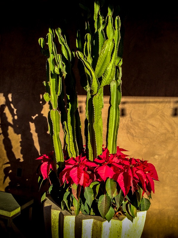 tall desert cactus accented with red poinsettias