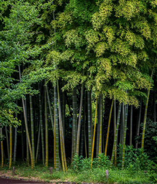 Stand of bamboo at the garden