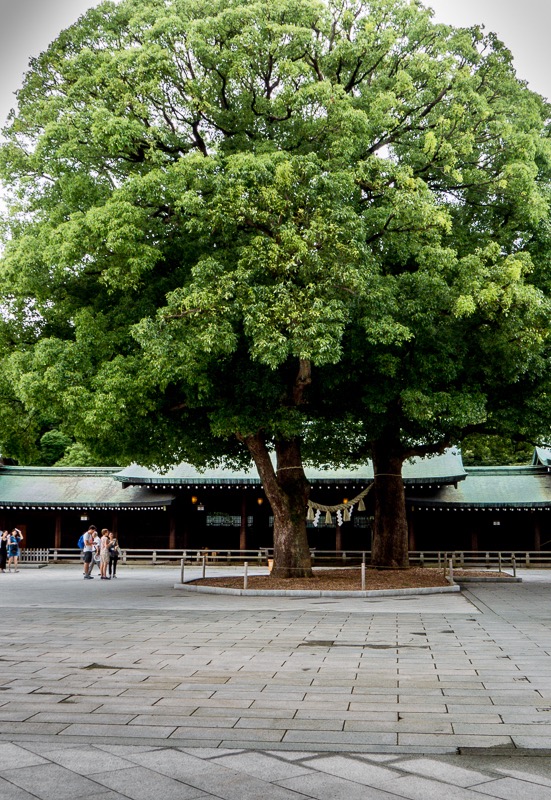 Large tree used for ceremonial purposes