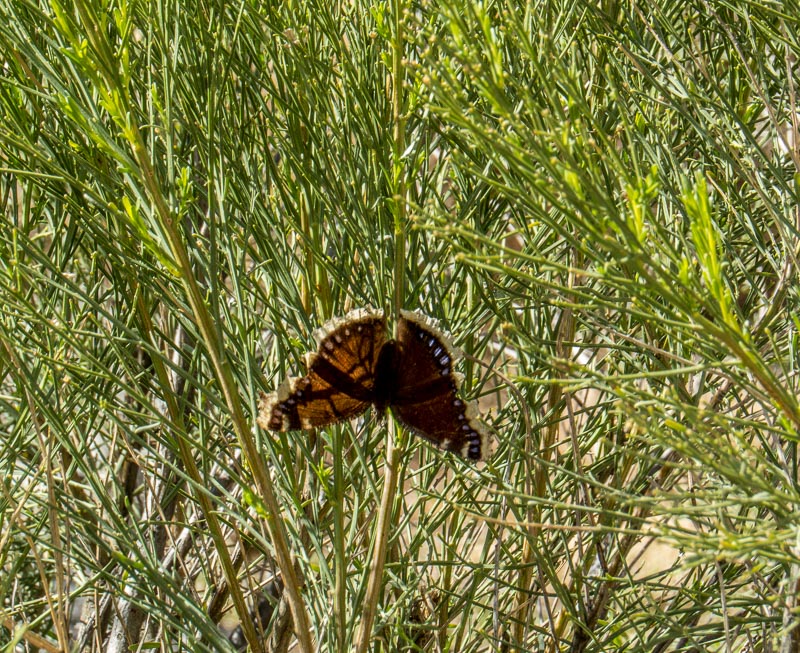 Mourning Cloak Butterfly