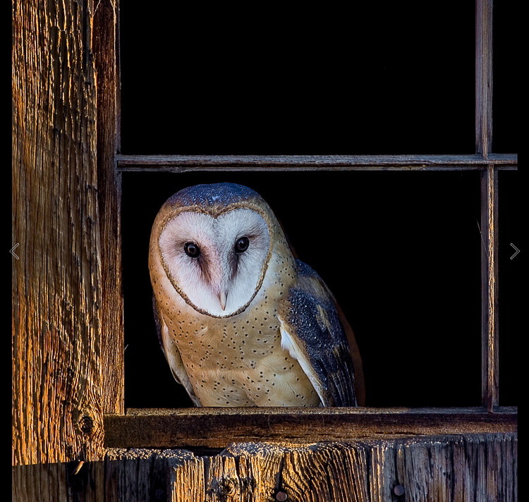 Barn owl in window