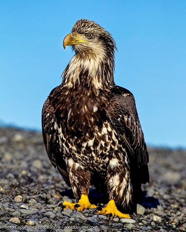 Juvenile Eagle