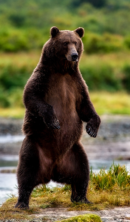 Standing coastal brown bear