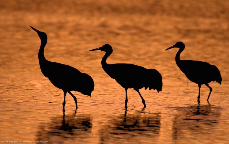 Cranes at sunset at the Bosque