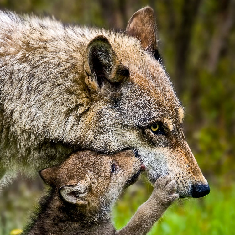 Wolf with pup