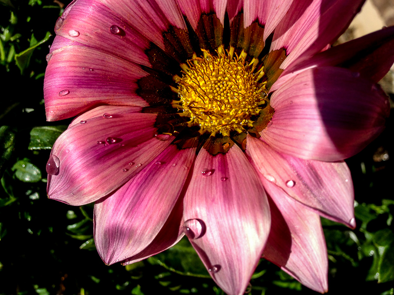 Pink Gazania Flower Closeup