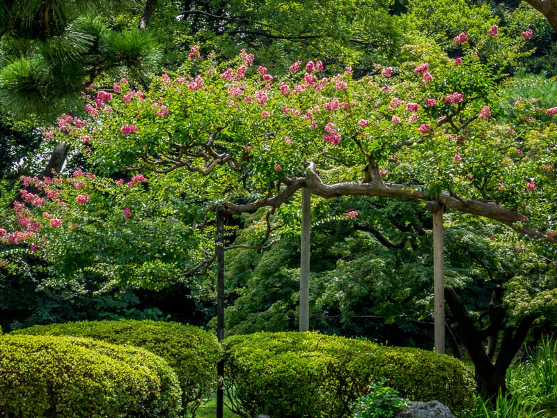 Hama-rikyu Gardens shrub and lawn area