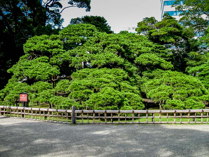 300 year old pine tree