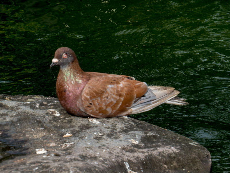 A bird enjoying the koi pond at Glover Garden, Nagasaki