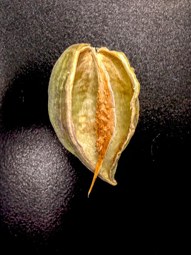 The remaining spine of the seed pod