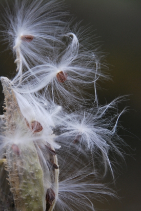 Seeds poised to fly away on their wings with the first gust of wind