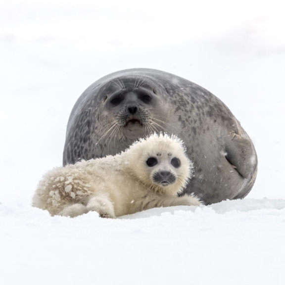 baby seal with mother