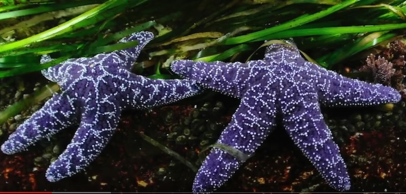 Beautiful purple starfish with white spots